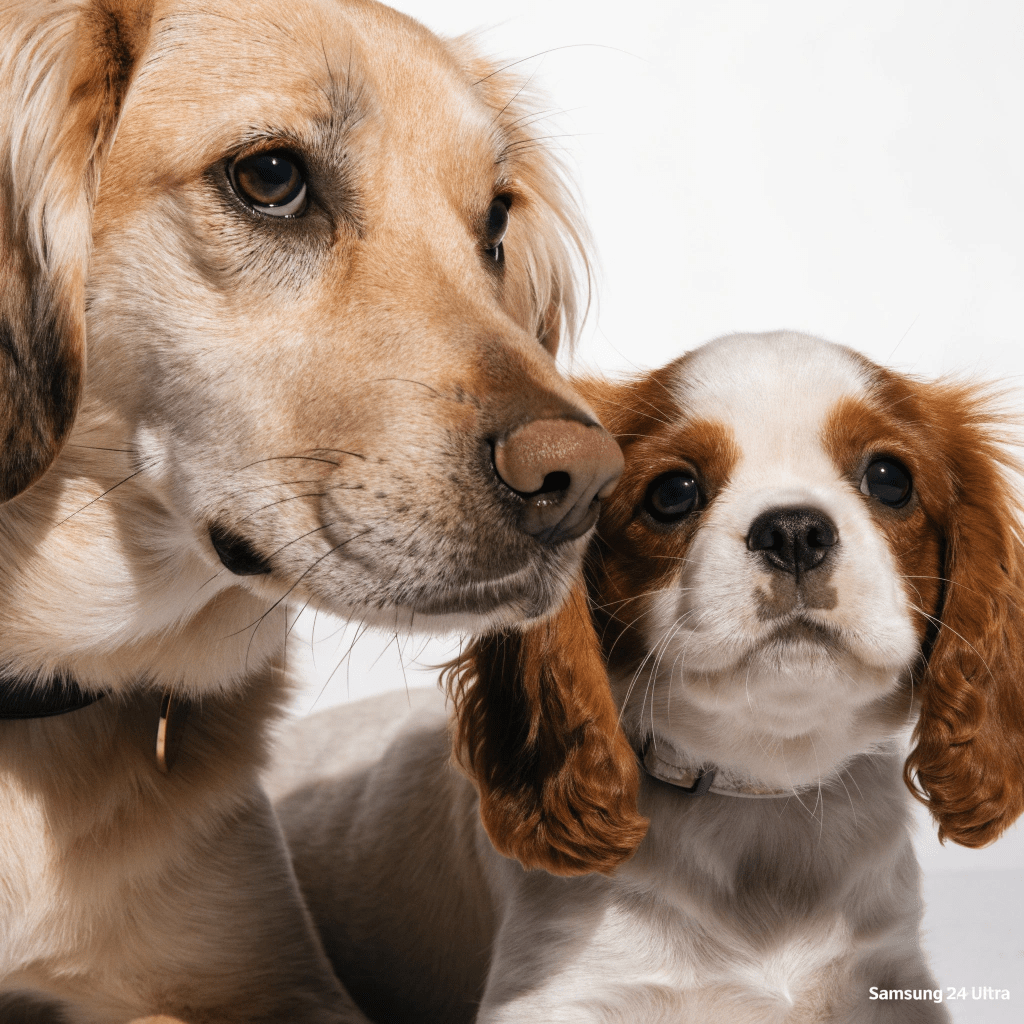 Two puppy breeds for first-time owners: Golden Retriever and Cavalier King Charles Spaniel playing together