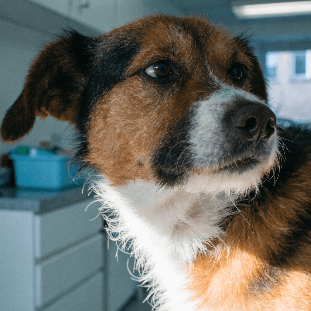 Dog scratching neck showing common allergy symptoms and itching behavior