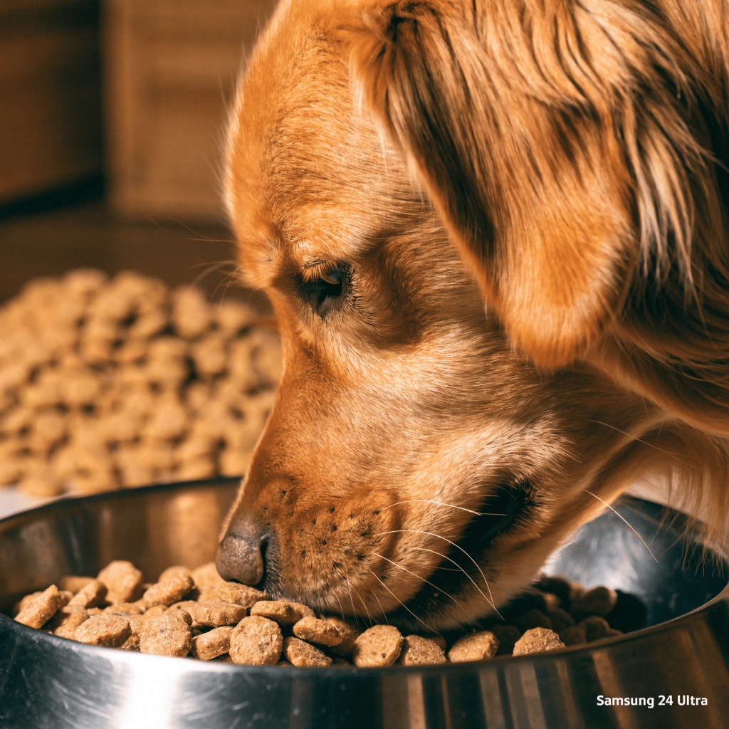 Golden Retriever eating high-quality sensitive stomach dog food from stainless steel bowl