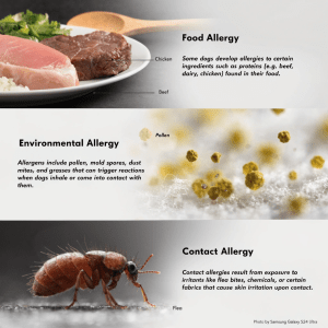 Three types of dog allergies: food allergens, environmental allergens, and contact allergens with examples