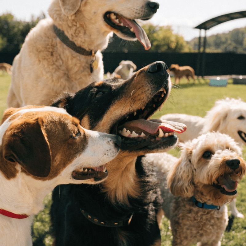 Happy dogs playing together in a safe, well-maintained dog park with secure fencing and water stations